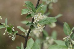 Elaeagnus parvifolia